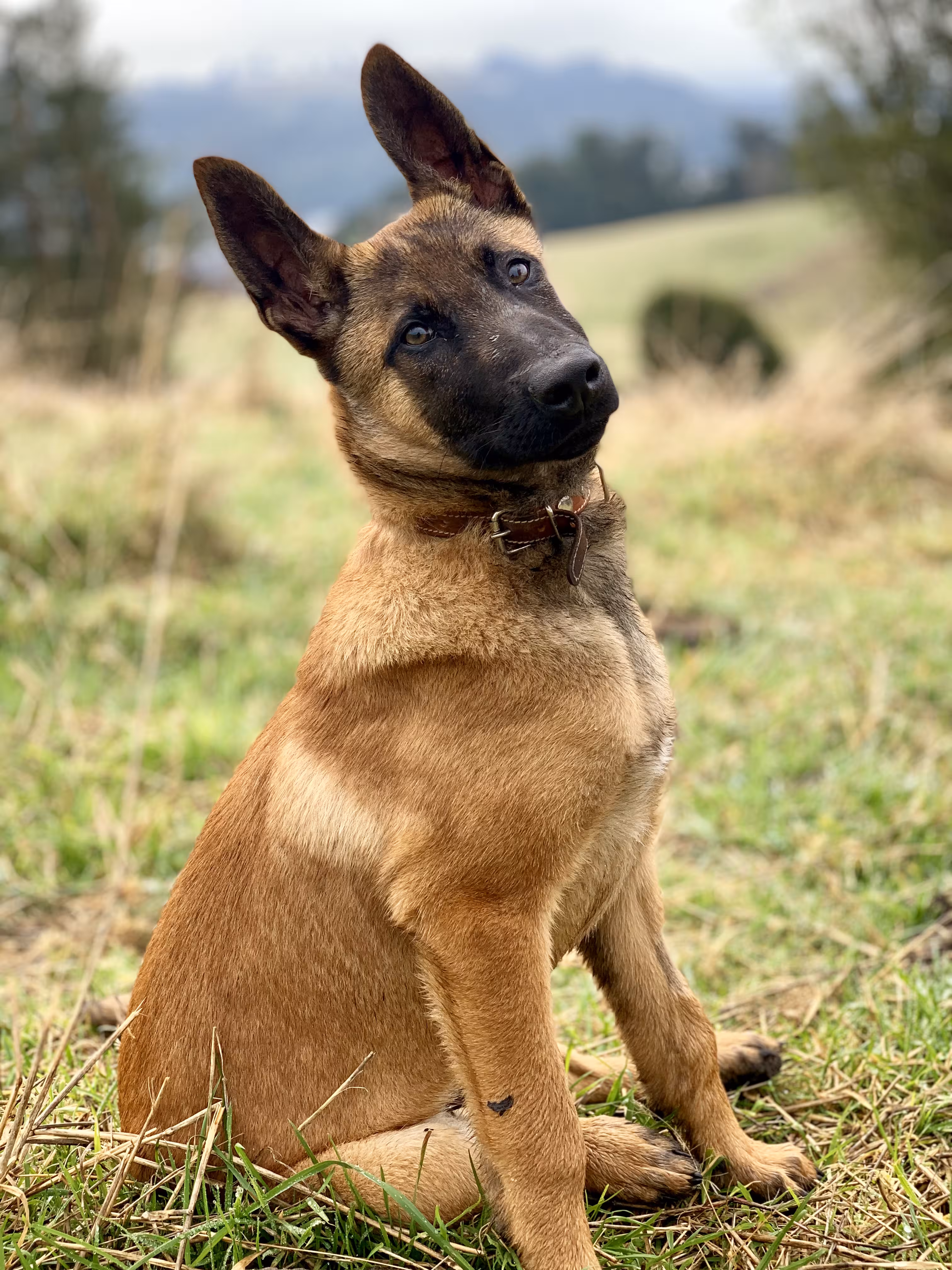 Belgian Malinois outdoor exercise