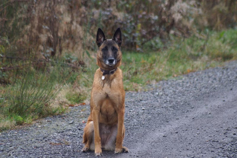 High-intensity fetch is one of the best exercises for Malinois Belgian Malinois playing fetch