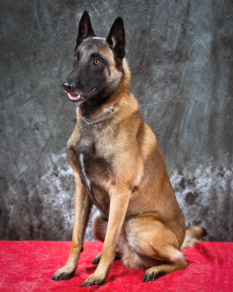 Ot Vitosha Malinois